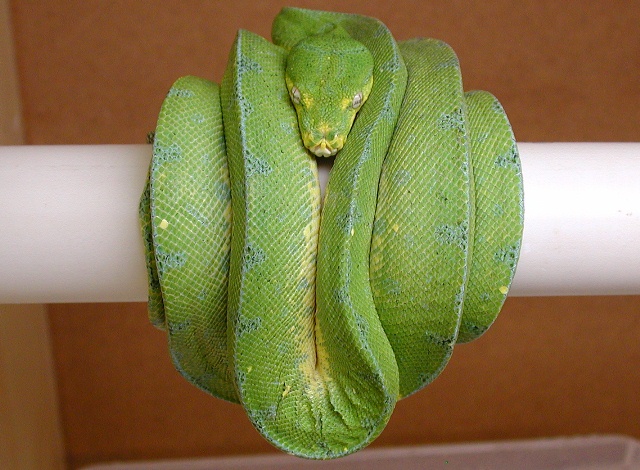 Thin import green tree python