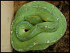 Central Irian Jaya male