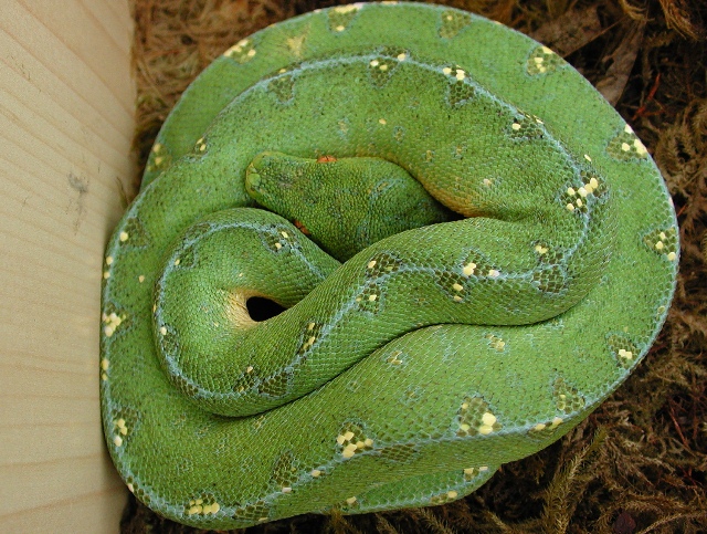 Central Irian Jaya male