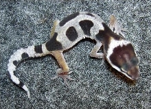 new hatchling