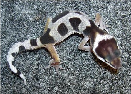 new hatchling