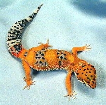tangarine female leopard gecko