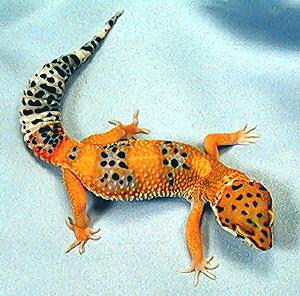 tangarine female leopard gecko