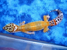 Tangerine Leo