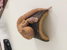 Banana Het Pied 100%