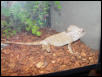 Louie (Helmeted Iguana)