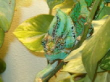 Moe Veiled Cham