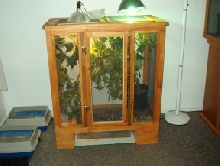 Veiled Chameleon cage