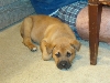 Tucker The reptile guard dog