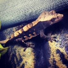 Multi- Morphed Crested Gecko Unsexed