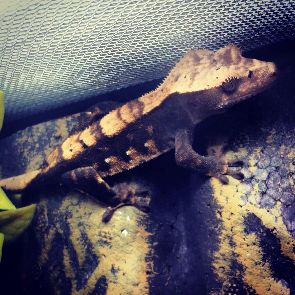 Multi- Morphed Crested Gecko Unsexed
