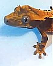 Crested Gecko Unsexed