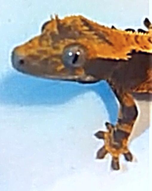 Crested Gecko Unsexed