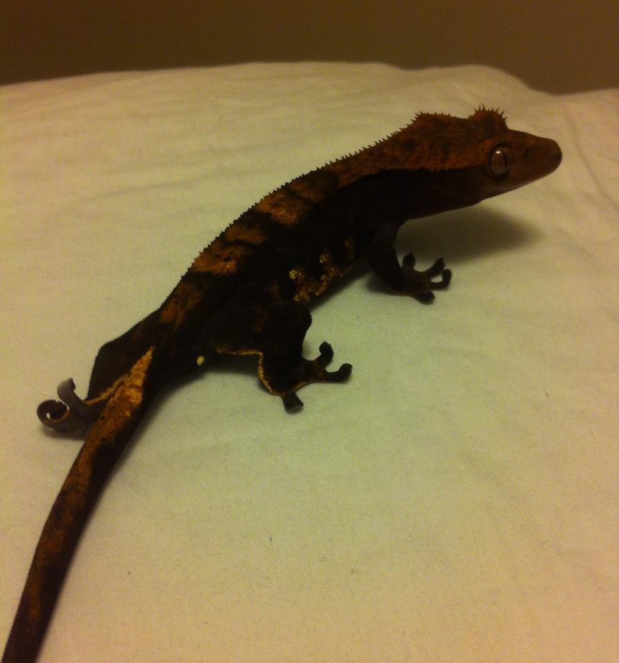 CRESTED GECKO