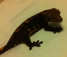 CRESTED GECKO