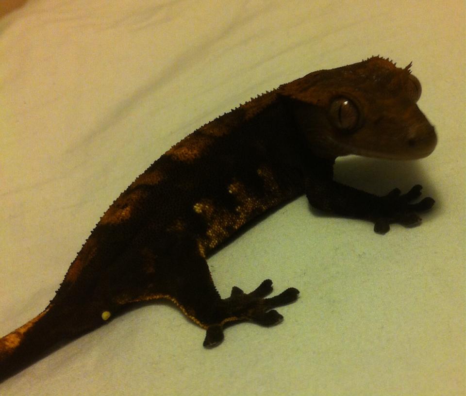 CRESTED GECKO
