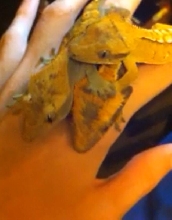 3 Flame/Tiger Crested Geckos