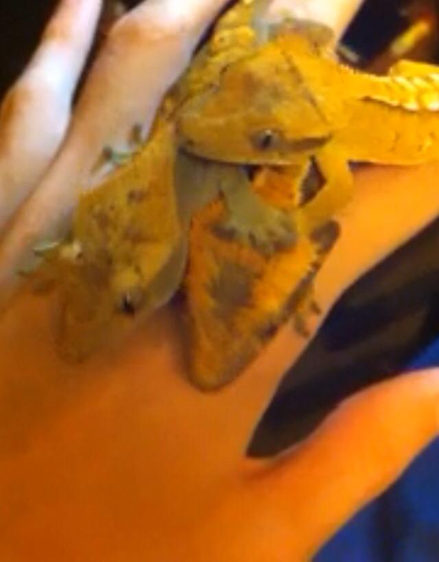 3 Flame/Tiger Crested Geckos