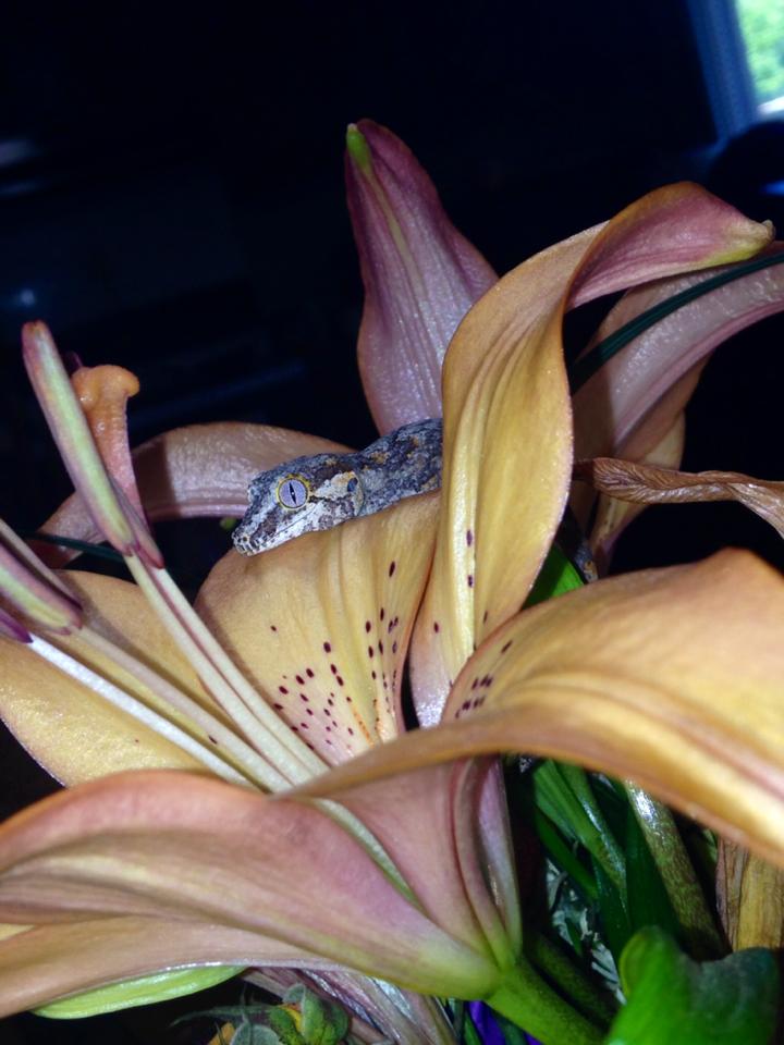 Baby Gargoyle Gecko