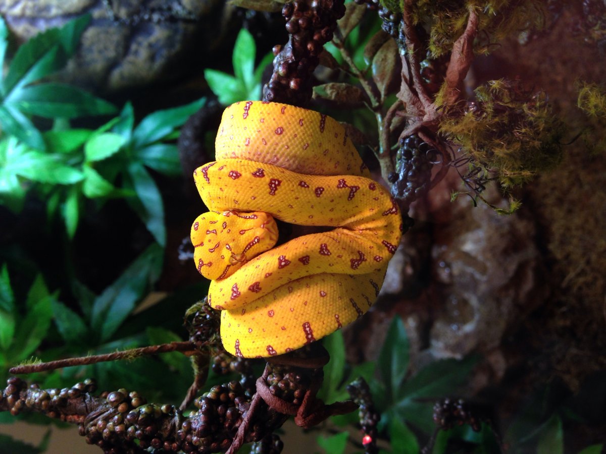 Yapen GTP for sale
