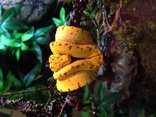 Yapen GTP for sale