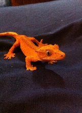 Dalmation Crested Gecko Unsexed