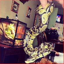 Pastel Female Ball Python