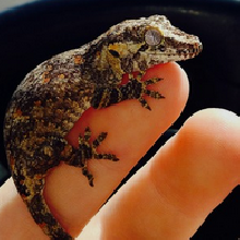 GARGOYLE GECKO