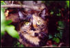 Cassie the long hair Tortie