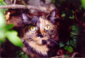 Cassie the long hair Tortie