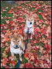 Autumn Pups