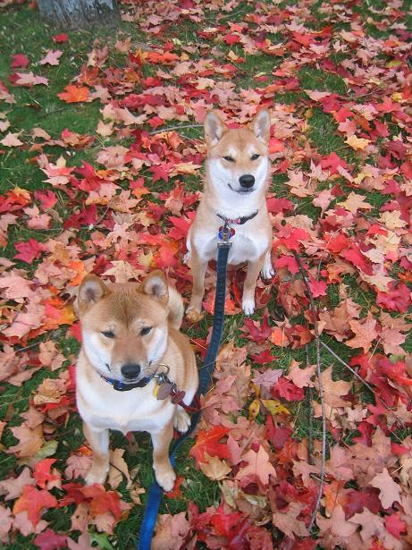 Autumn Pups
