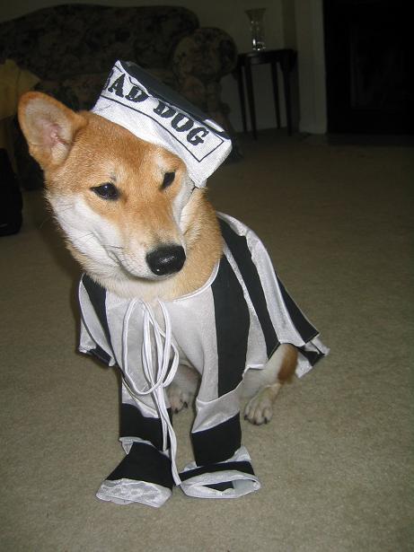Bella Jail Bird