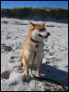 Bella on the Beach