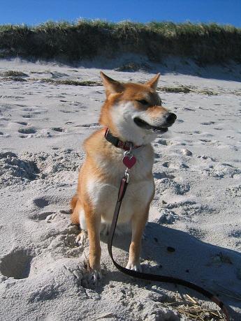 Bella on the Beach