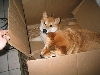 Playing in a Box