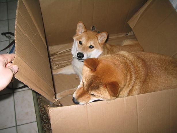Playing in a Box