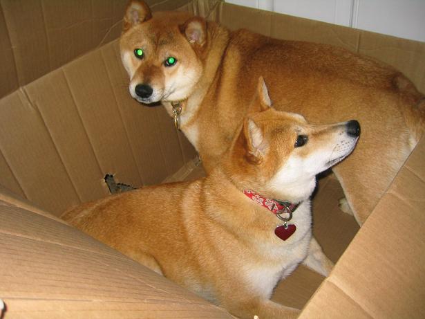 Playing in a Box 2