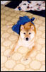 Boxer Boy