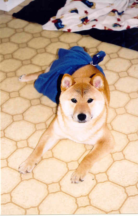 Boxer Boy