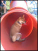 brewster on a slide