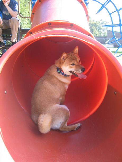 brewster on a slide