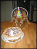 Brewster's First Birthday
