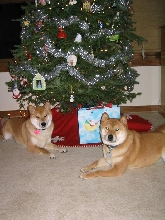 Christmas Shibas