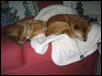 cuddle buds