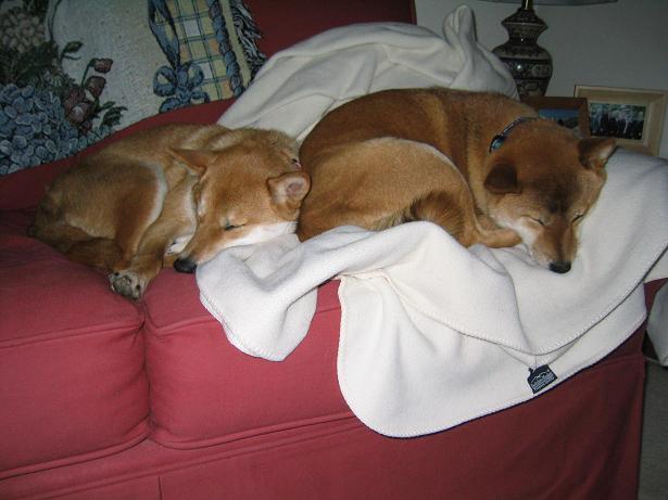 cuddle buds
