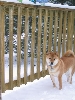 snow