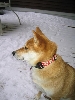 snow