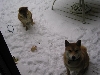 snow