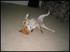 Silly Bella Girl